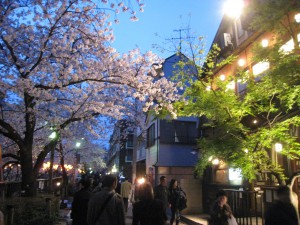 中目黒　夜桜