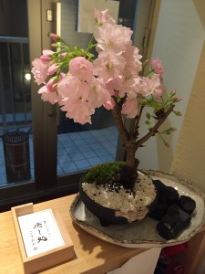 こうみや桜2015.4